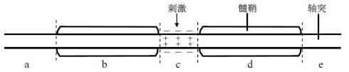 H+對碳酸根的反極化作用