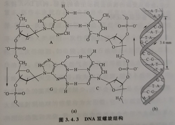 雙螺旋結構